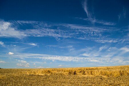 Agriculture cornfield nature photo