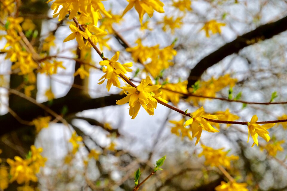 Spring forsythia olive crop