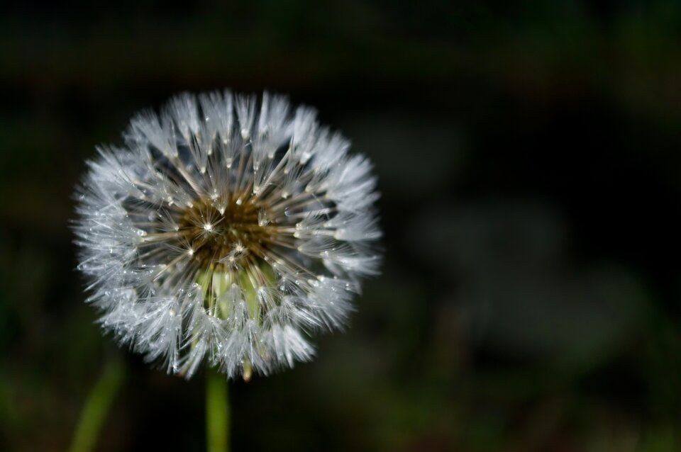 Water flower nature