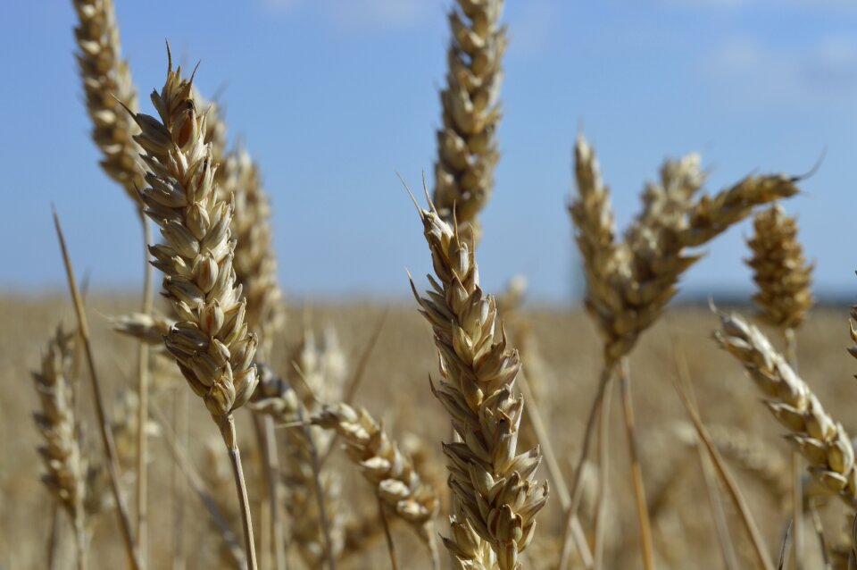 Nature agriculture grain