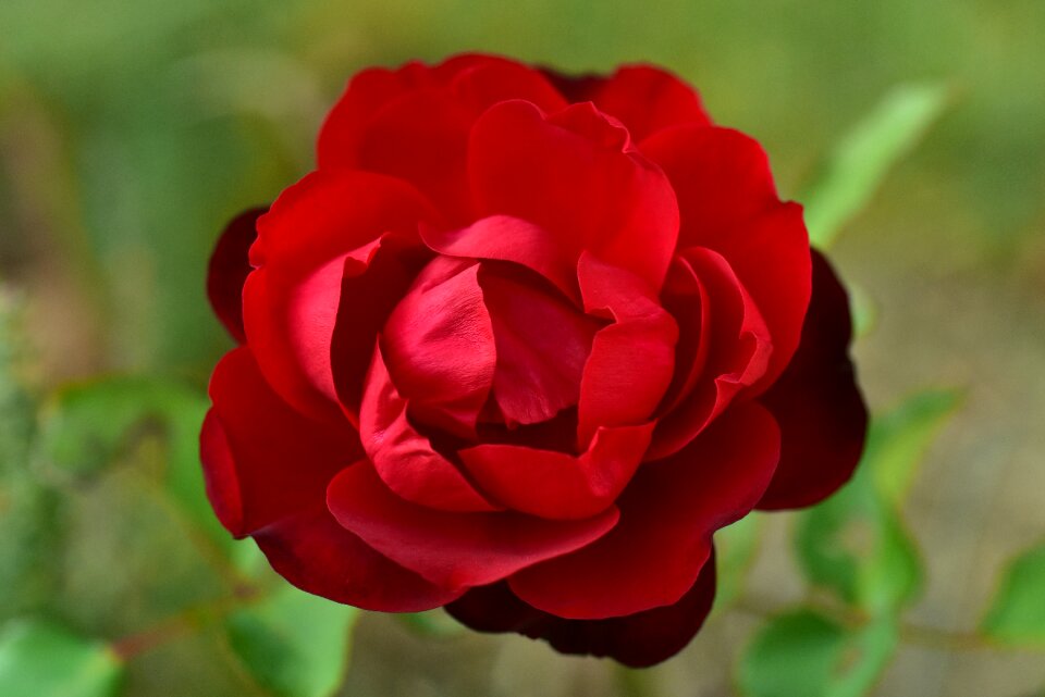 Bloom petals open