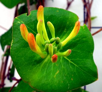 Leaf bud nature photo