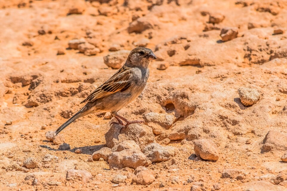 Bird wild animal photo