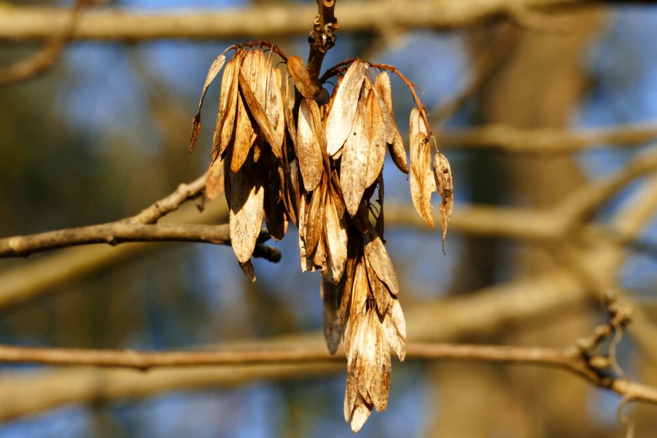 A branch autumn tree