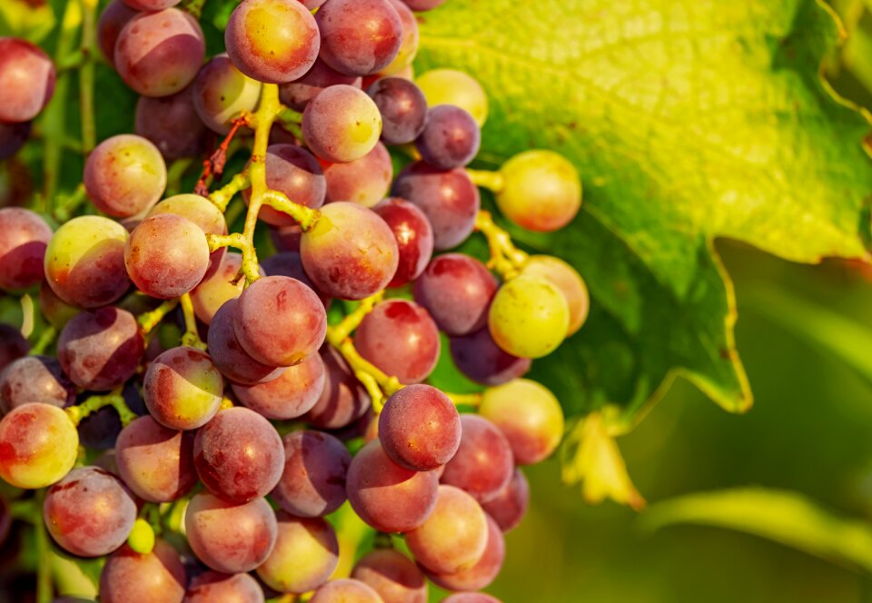 Red grapes winegrowing fruit