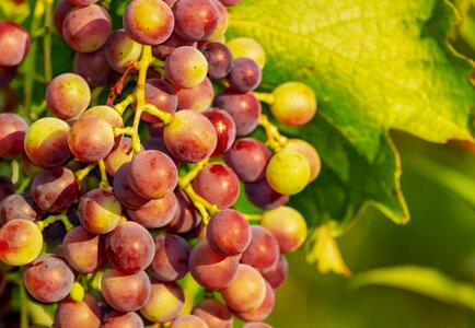 Red grapes winegrowing fruit