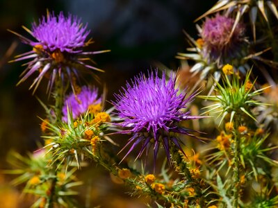 Prickly spine thistle