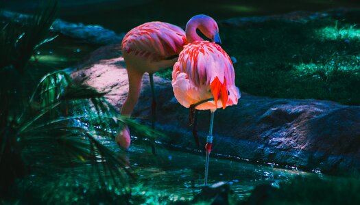 Mammals pink flemish wild