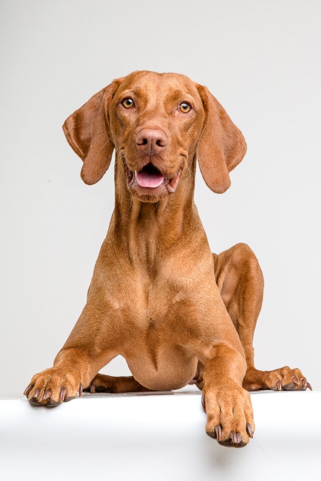 Portrait pet lie