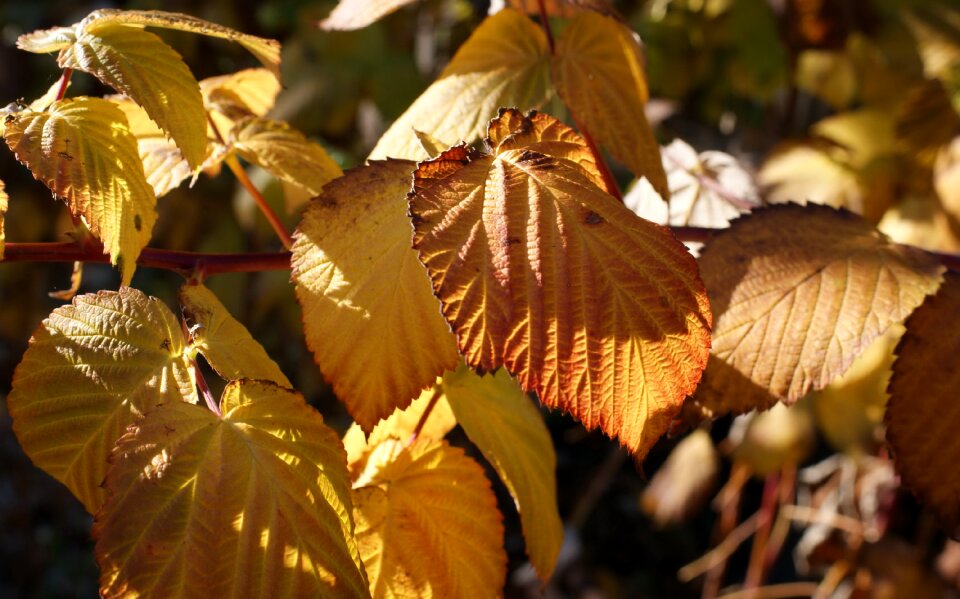 Bokeh nature leaves