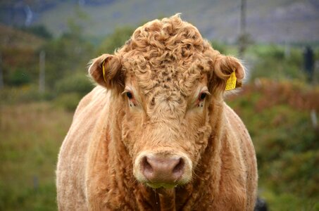 Nose ring cow farm photo