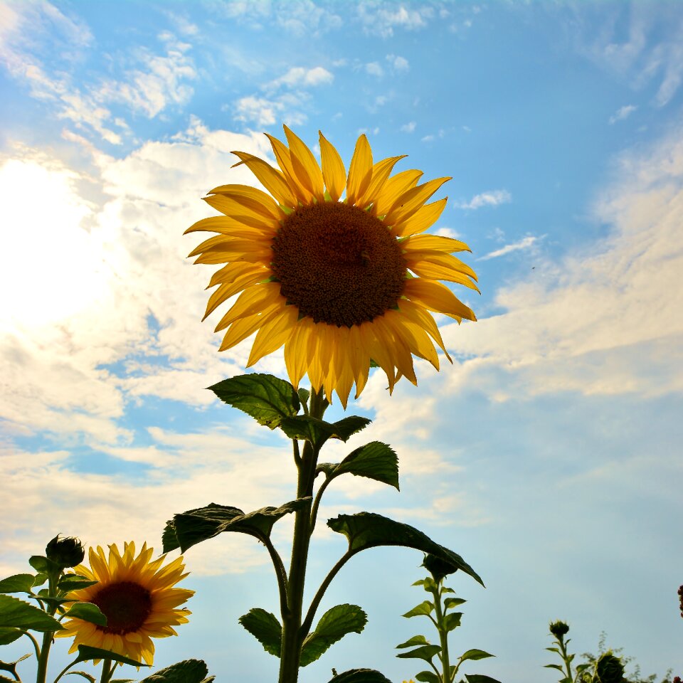 Sunflower nature sunflower field