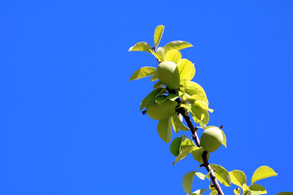 All and fruit plants fruit wood