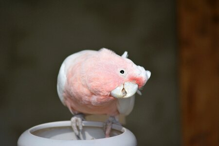 Parrot bird park marlow animal world