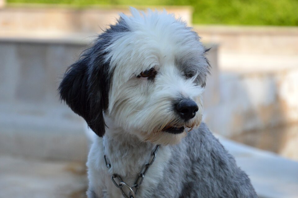 Summer animal dog