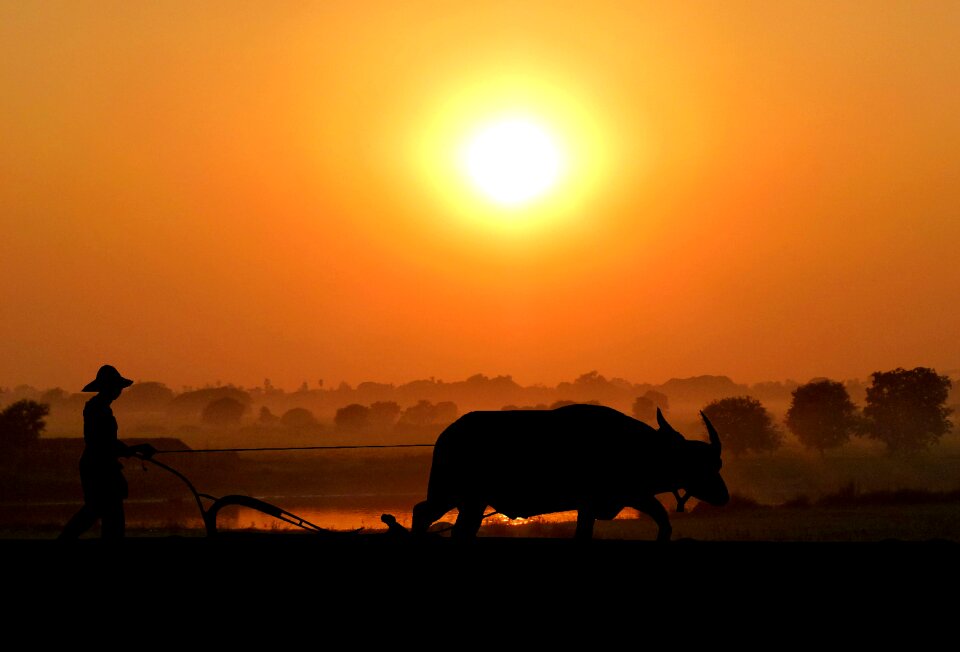 Buffalo farmer nature