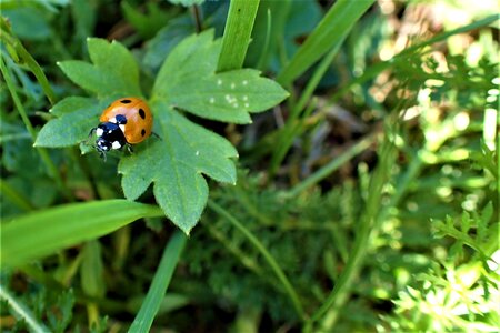 Ladybug green leaf photo