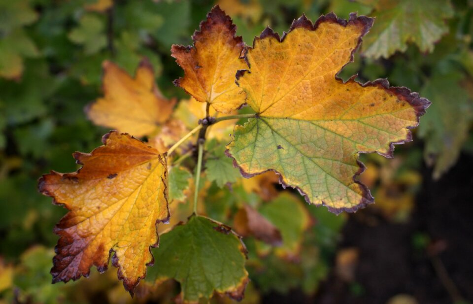 Bokeh nature leaves