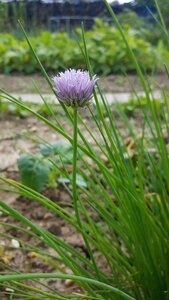 Summer lawn leaf