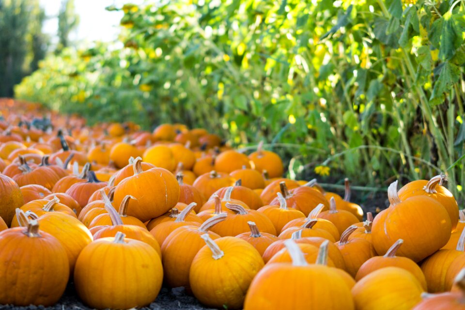 Orange halloween harvest