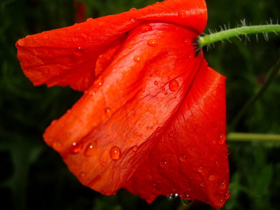 Rain nature plant