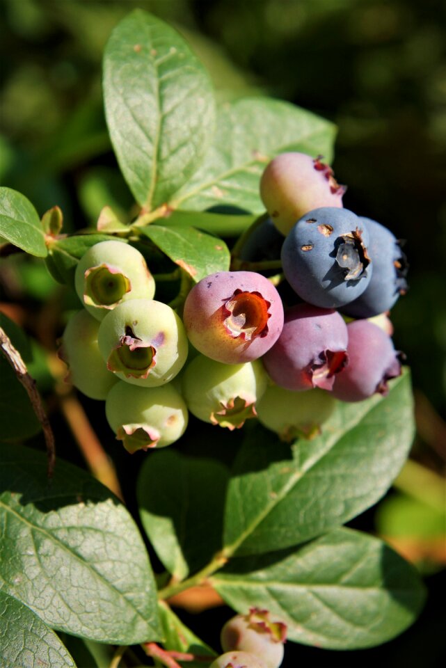 Plant blueberries mature