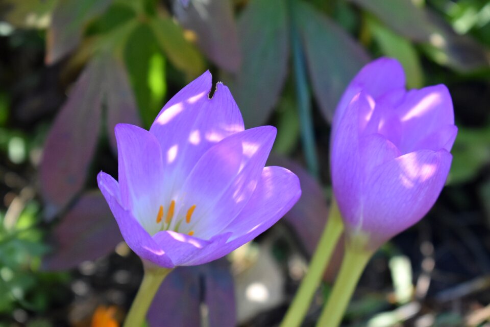 Colchicum cōlchicum colorful