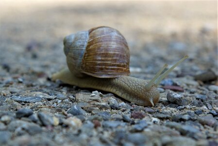 Crawl slowly close up