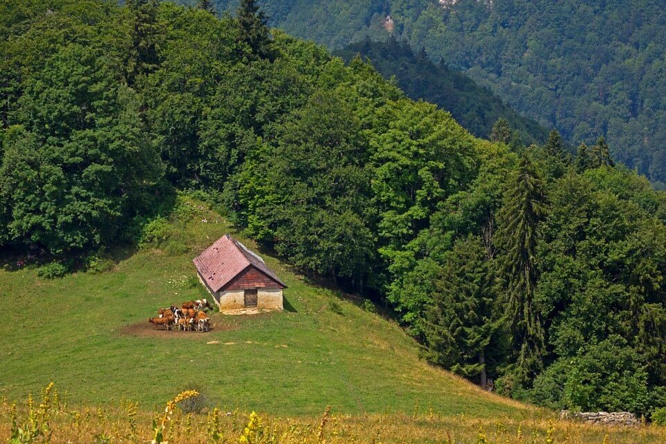 Jura cows switzerland