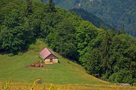 Jura cows switzerland