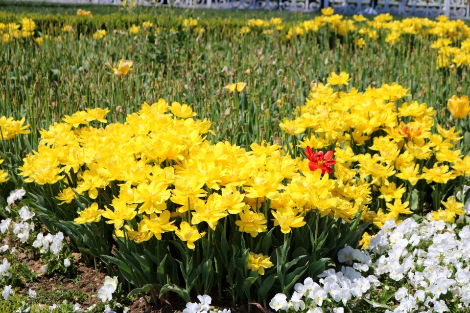 Garden blooming current season