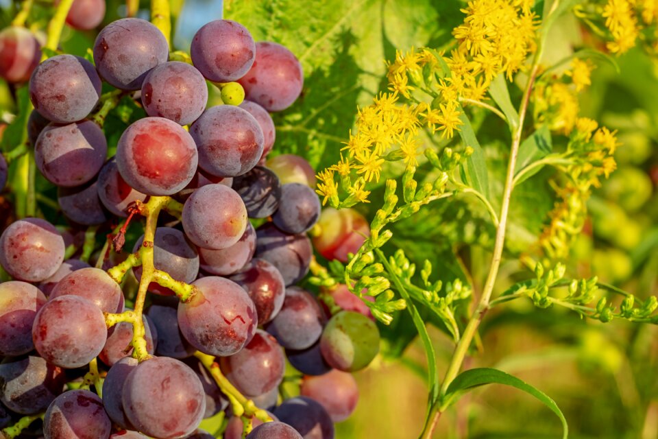 Red grapes wine fruit