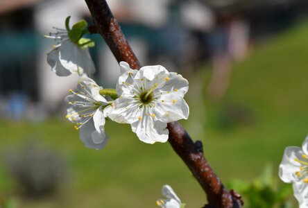 Plant branch white