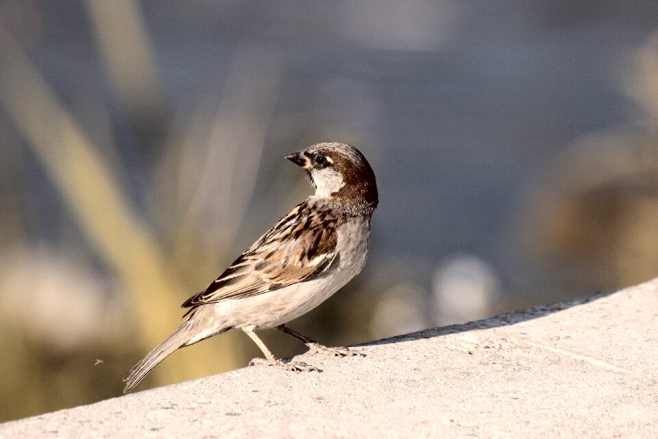 Nature bird the sparrow