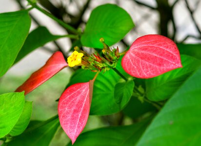 Flower pink leaf photo