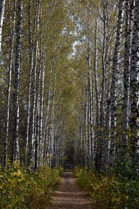 Novosibirsk the arboretum tree