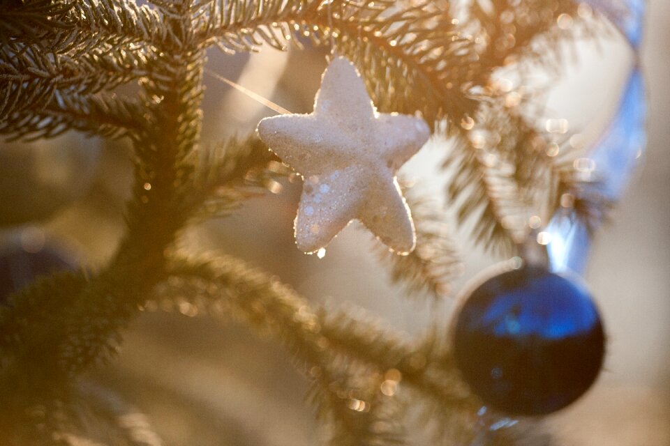 Shine dec seasonal