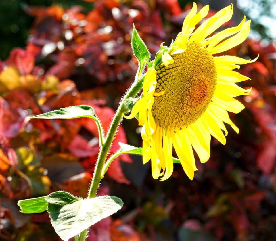 Leaf flower summer