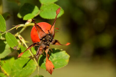 Rosebush roses autumn fruits