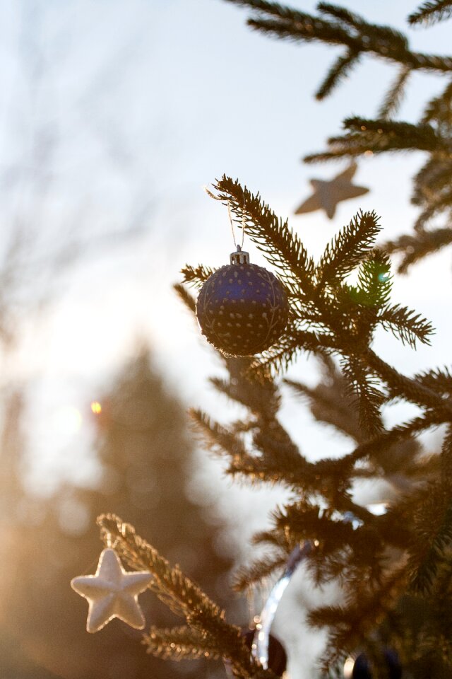 Shine dec seasonal