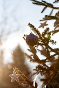 Shine dec seasonal