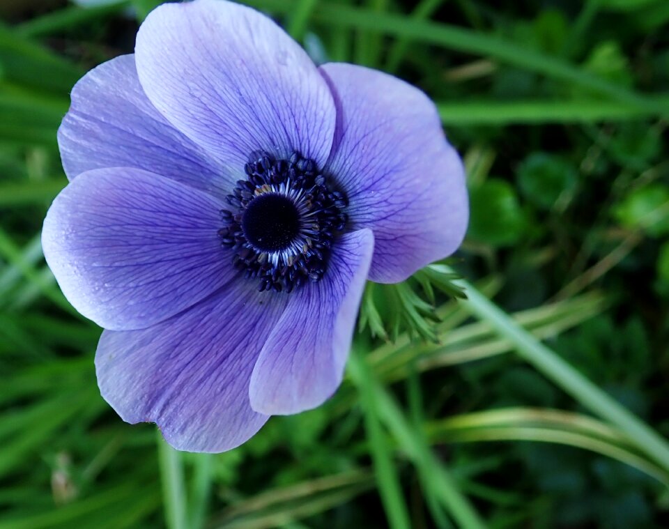 Garden nature spring