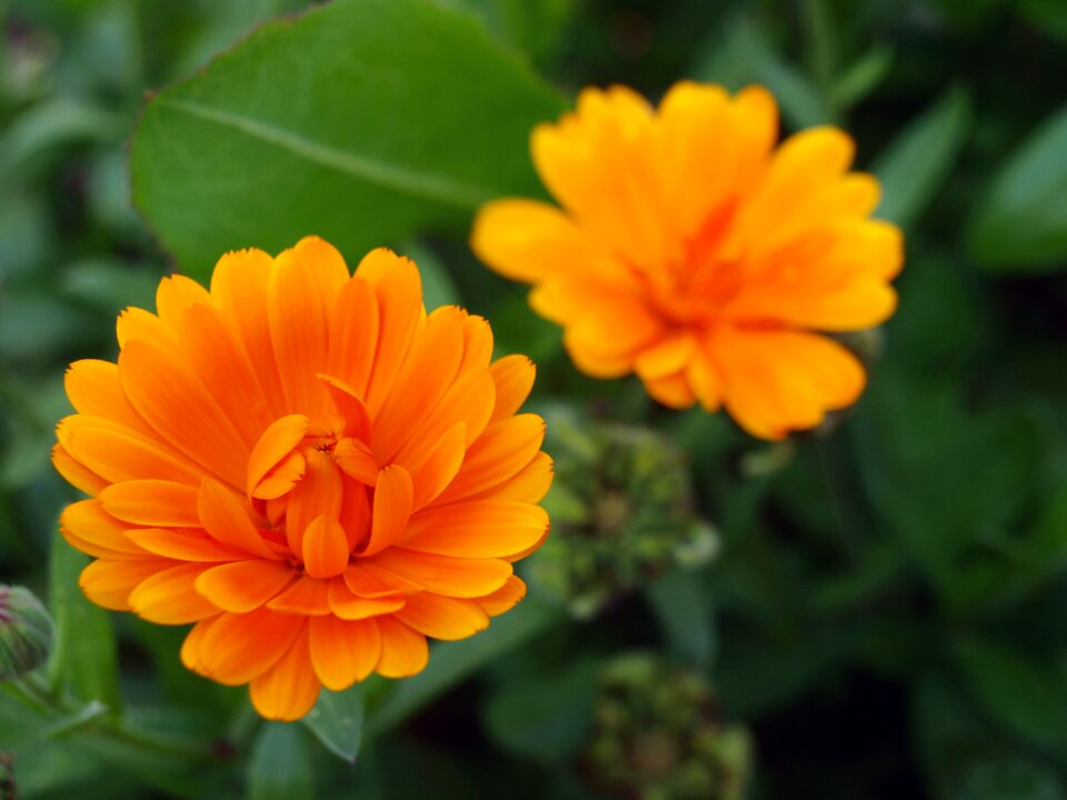 Spring nature flowers