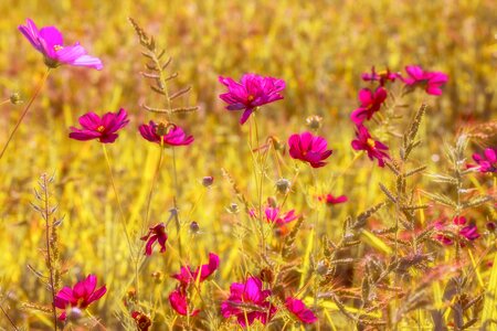 Nature flower meadow blossom photo