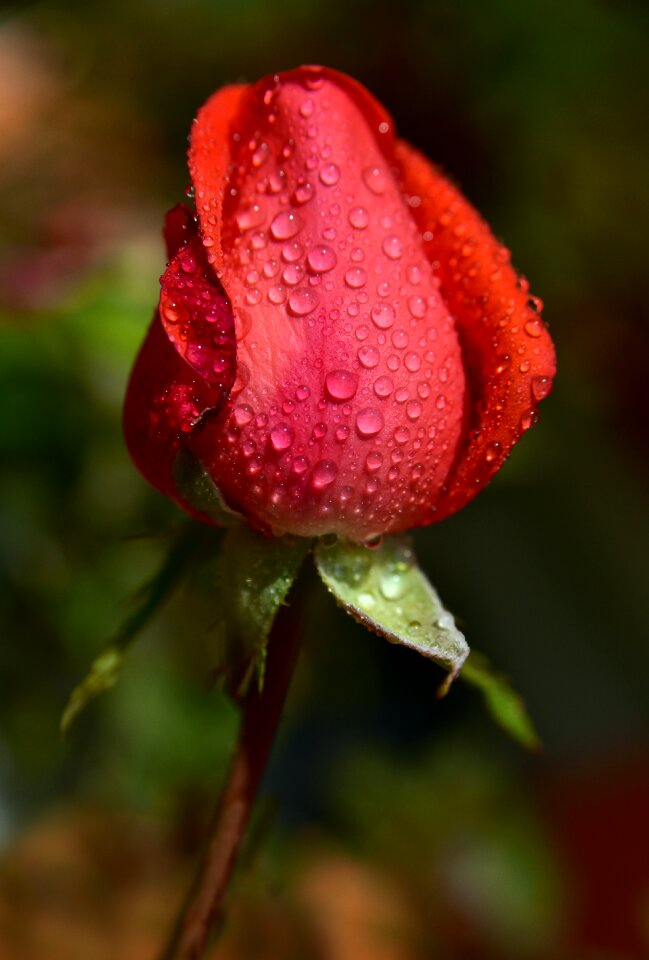 Pink red flower