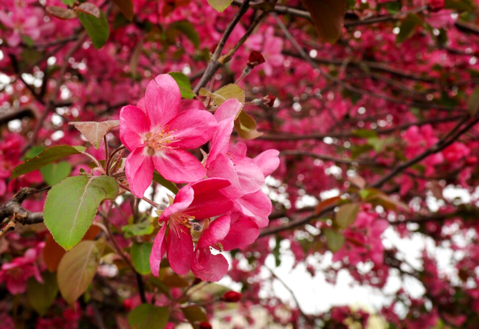 Nature flora blooming