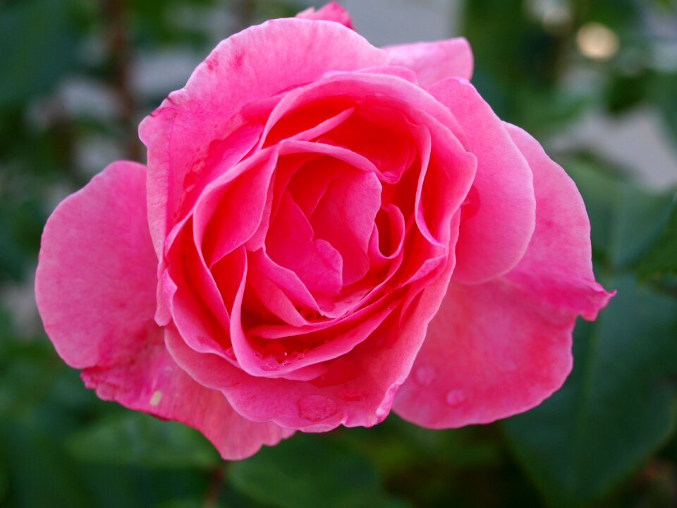 Pink flower drops dew flowering photo