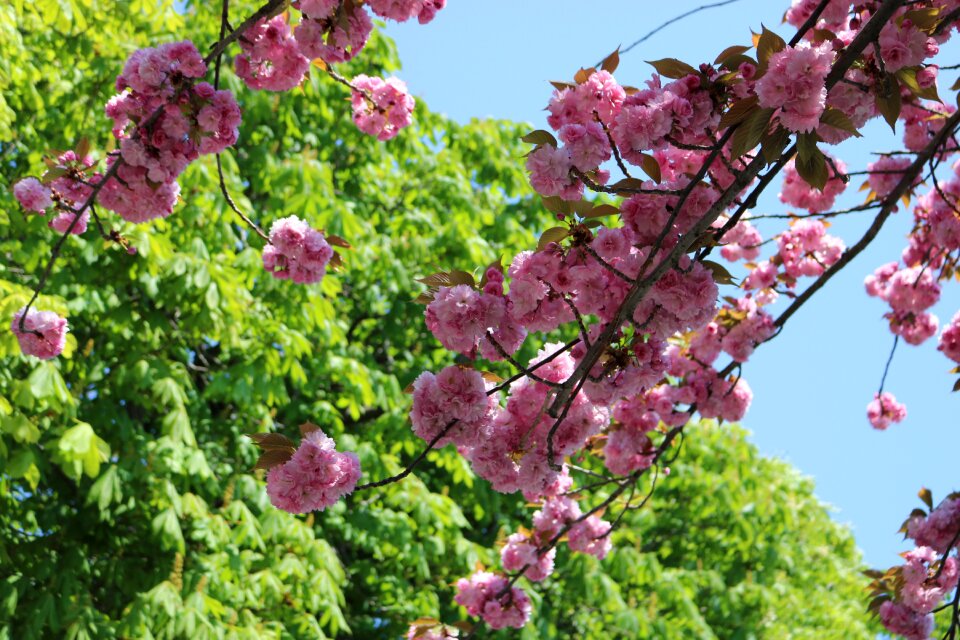 Tree branch nature