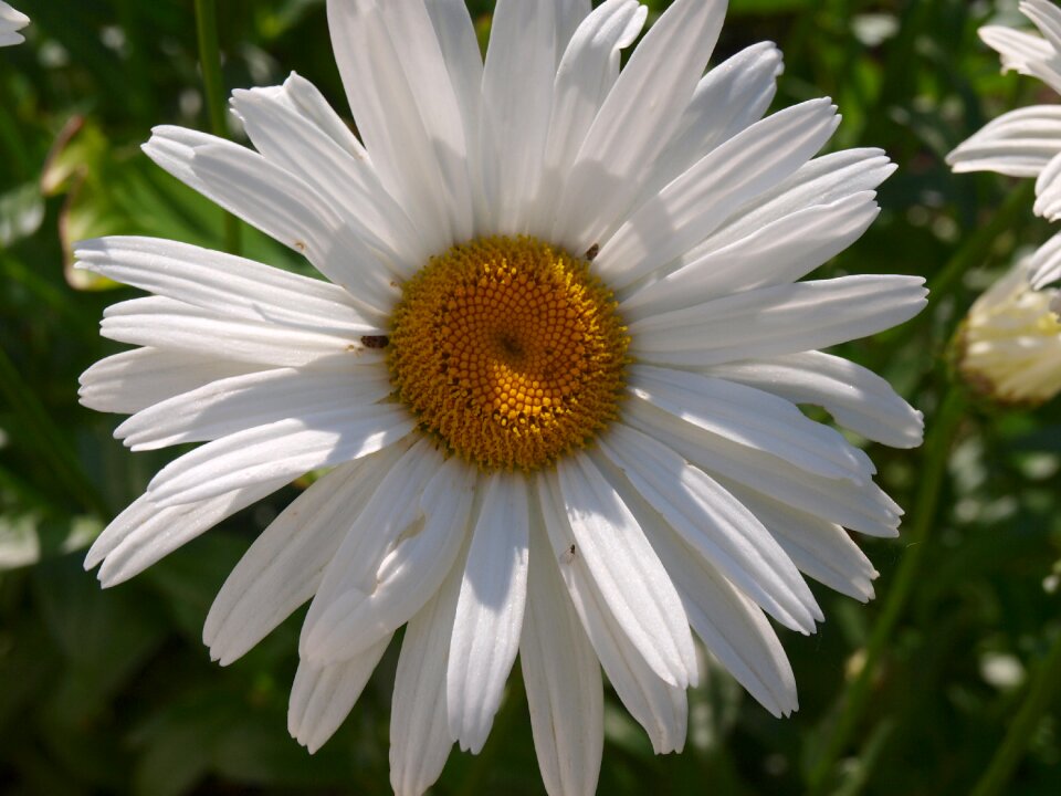 Petals white daisy nature