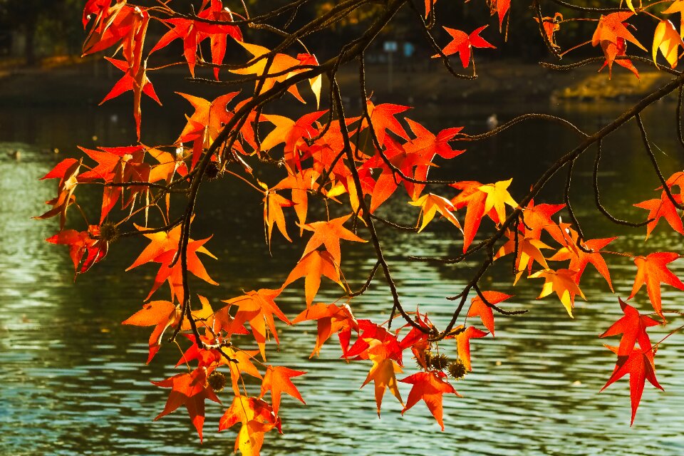 Nature fall foliage fall color
